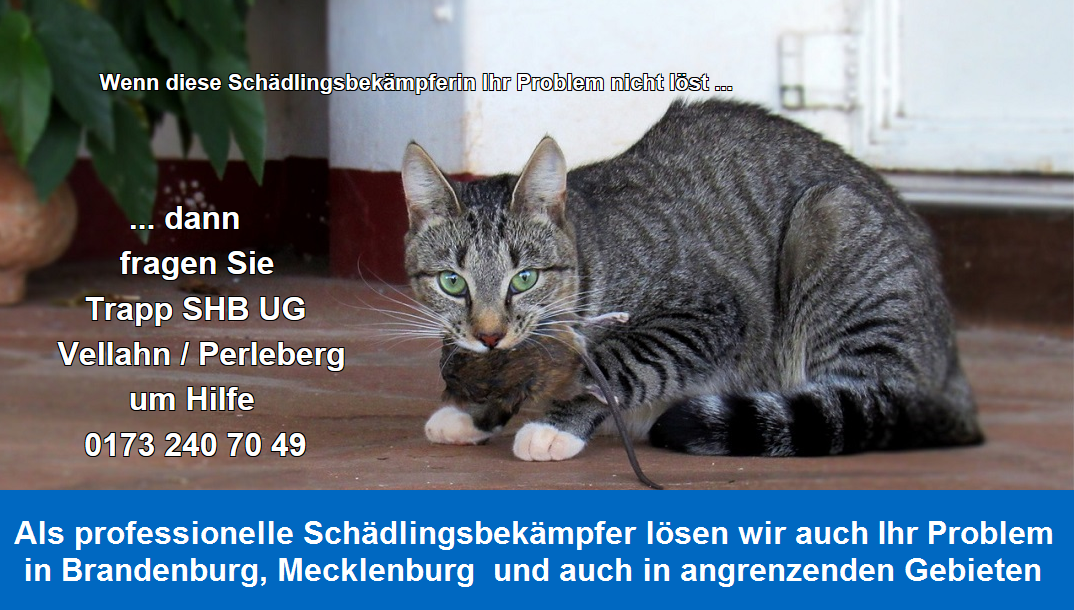Kopf Trapp SHB UG 