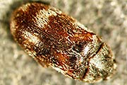 Berlinkäfer