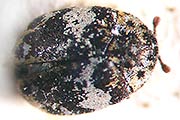 Bibernellen Blütenkäfer