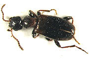 Blumenkäfer