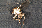 Buckelfliege
