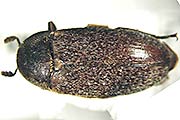 Dornspeckkäfer