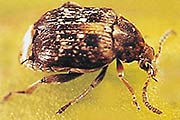 Erbsenkäfer
