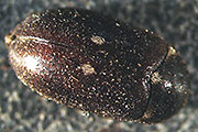 Gefleckter Pelzkäfer
