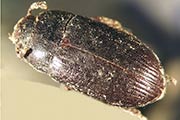 Glänzendschwarzer Getreideschimmelkäfer
