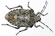 Graue Feldwanze
