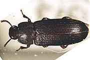 Großer Reismehlkäfer