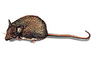 Hausmaus