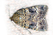 Hausmutter