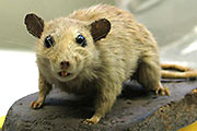 Hausratte
