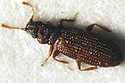 Hefekäfer