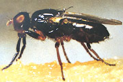 Käsefliege