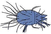 Käsemilbe