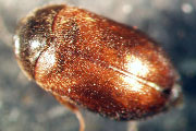 Khaprakäfer