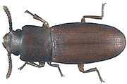Kleinäugiger_Reismehlkäfer