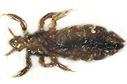 Kopflaus