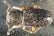 Koprakäfer