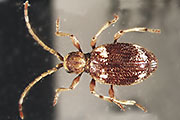 Kräuterdieb
