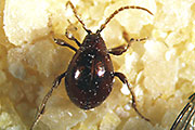 Kugelkäfer