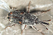 Maiskäfer