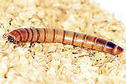 Mehlkäfer