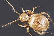 Messingkäfer