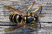 Mittlere Wespe