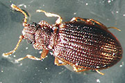 Moderkäfer