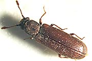 Parkettkäfer