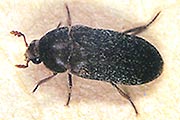 Peruanischer Speckkäfer