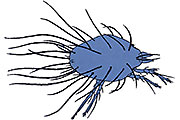 Pflaumenmilbe