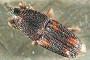 Reiskäfer