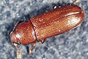 Rotbrauner Reismehlkäfer