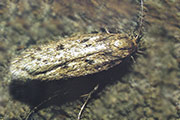 Samenmotte