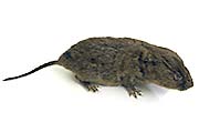 Schermaus