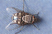 Schmeißfliege