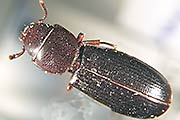 Schwarzer Getreidenager