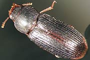 Schwarzer Reismehlkäfer