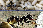 Schwarzgraue Wegameise