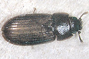 Siamesischer Flachkäfer