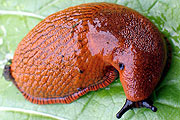Spanische Wegschnecke