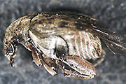 Speisebohnenkäfer