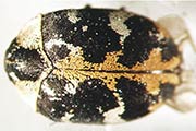 Teppichkäfer