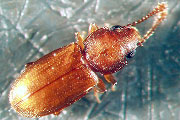 Tropischer Schimmelplattkäfer