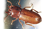 Vierhornkäfer