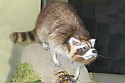 Waschbär
