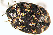 Wollkrautblütenkäfer